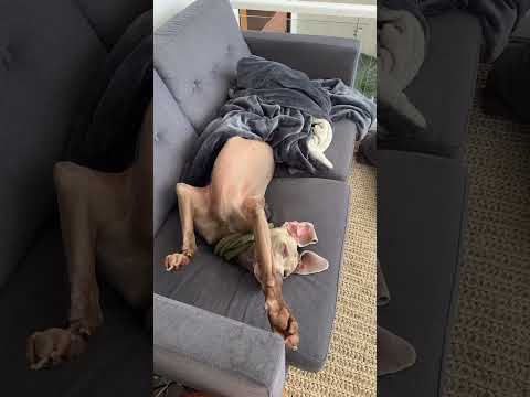 A Luca🐶 se lo llevó la policía 🚓