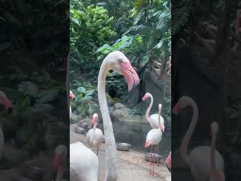 رحلتي ماليزيا