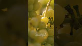 Part 3/3: How to recognize a UGA wine