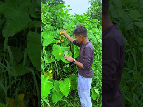 Nature potato 🥔 farming amazing videography #creative #amazing #videography #shorts #nature