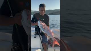 #jigging #sea #viral #verticaljigging #montenegro #adriatic #shimanostella #dentex #dream
