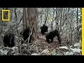 Cross River Gorillas: A Rare Glimpse