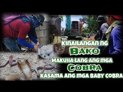 kinailangan ng bako makuha lang ang mga cobra kasama ang mga baby cobra | tropang rex tuklaw