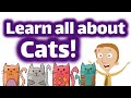 Understanding Cats: Behavior and Care
