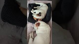 Jack Russell terrier Treisy and Azzuro ❤️ #jackrussellterrier