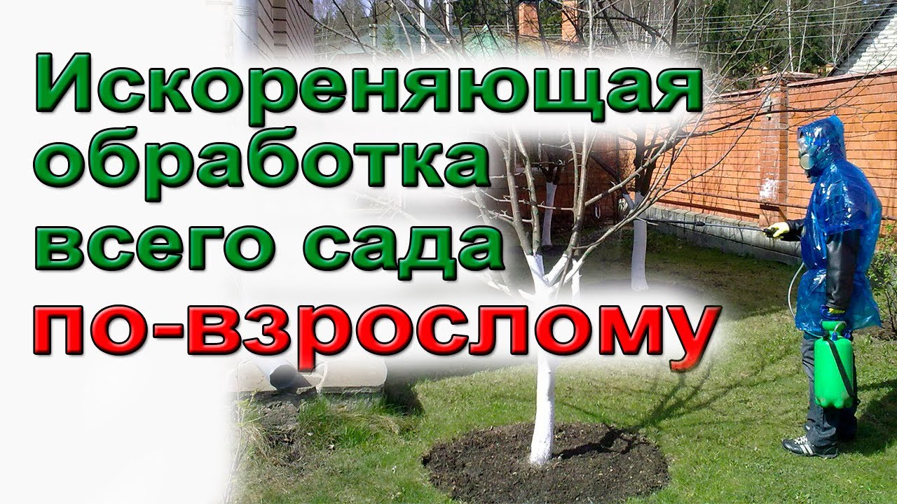 Осенняя искореняющая обработка сада инструкция