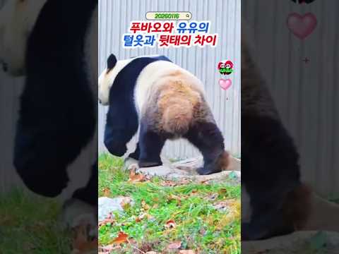 🎄푸바오와 유유 비교되는 뒷태~ #푸바오실시간 #푸바오근황 #판다월드 #에버랜드 #아이바오 #러바오 #루이바오 #후이바오 #강바오 #송바오