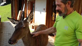 Dolomites Maadness - SAN TOMASO, IL PAESE DEI CERVI LIBERI