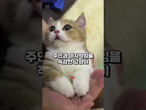 주인과 마지막임을 직감한 고양이...#shorts