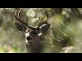 White-tailed and Mule Deer Characteristics