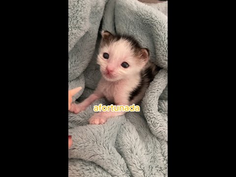 Cómo cuido a un gatito huérfano? 😻 #shorts #mascotas #gatos
