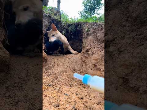 Puppy bark @globalpetsclinic