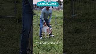 Nadipathy cows #viral #shorts #trendingshorts #miniature #nadipathygoshala #hindi #omg #yt #reels