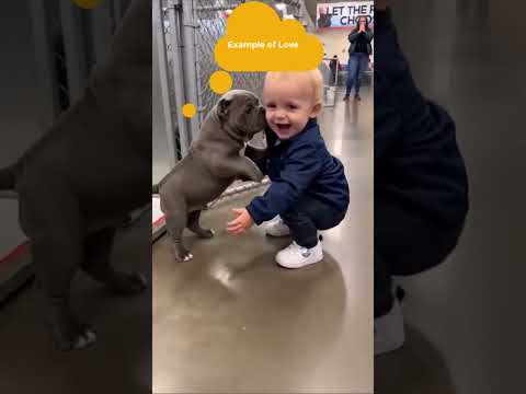 End Tak Zaroor Dekhna! Puppy Aur Baby Ki Pehli Mulaqat Ne Sab Ka Dil Jeet Liya ❤️#viralvideo #pets