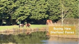 Buying New Shetland Ponies: TV Episode 591