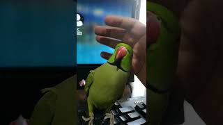 Mithu copying cat