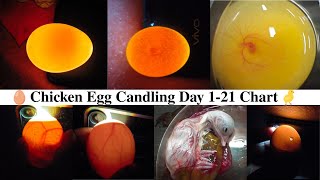 Chicken Egg Candling Day by Day: Full 21-Day Guide to Embryo Development