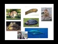 Cladistics and Organism Classification