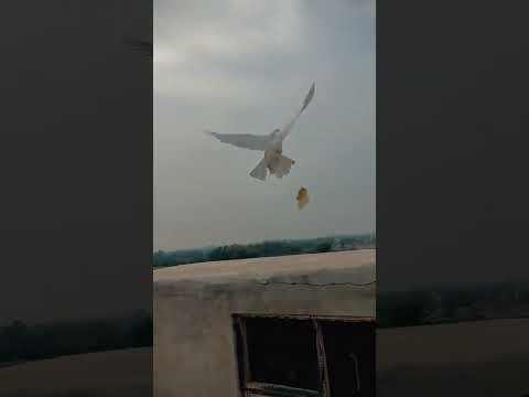 paisy bhand k ora diya #pigeon #kabootar #homingpigeons #babybird #bird