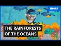 Coral Reefs: Facts and Impacts