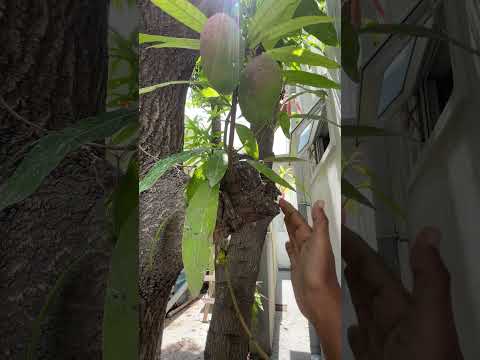 Saved a 15-Year-Old Mango Tree While Building Our House 🍃🏠