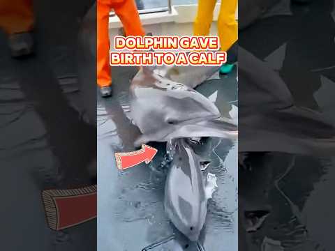 Dolphin Jumps Into Fishing Boat and Gives Birth