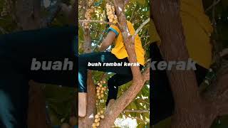 BUAH RAMBAI