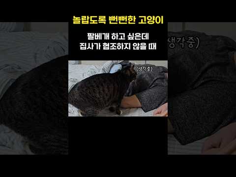 이정도 스킬은 있어야 안아줘 고양이지