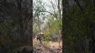 Young Male Leopard Charges at Hyena