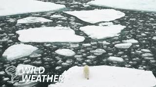Tracking The Rarely Seen Hudson Bay Polar Bear