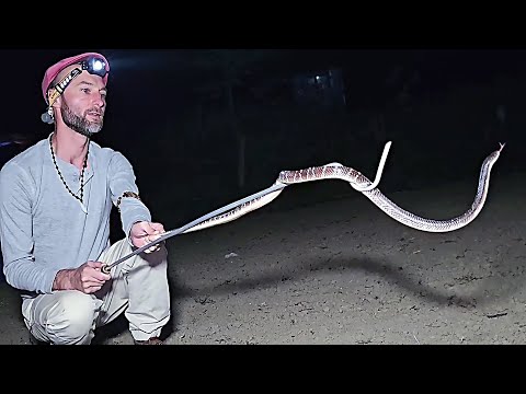 Most Venomous Snake in India: Meet the "Night Stalker"