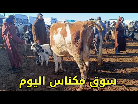 سوق الأربعاء مكناس 5/2/2025 أثمنة العجلة كسابية وتسمين والعجول وبقرات والدات وضارات فرجة ممتعة