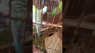 Parrot lover 🐦 #parrotlover #shorts #shortvideo #ytshorts #youtubeshorts