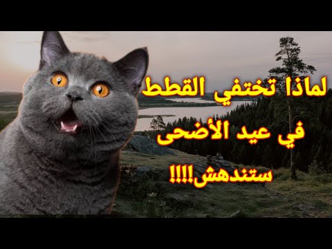 لماذا تختفي القطط يوم عيد الأضحى وأين تذهب،،،ستندهش!!!
