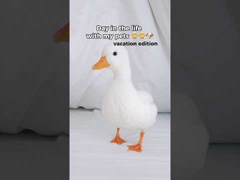 Day in the life with my pets/ Vacaton edition #shorts