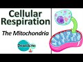 Mitochondrial Functions and Processes