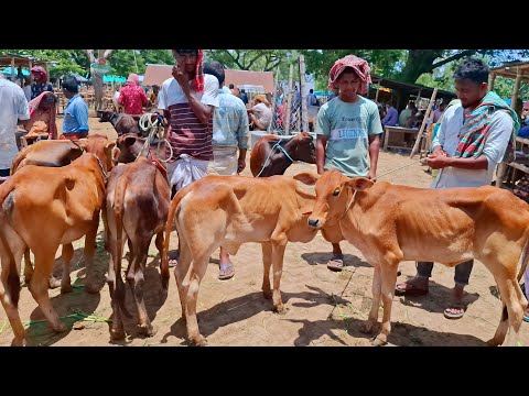 আজ ৯/৭/২৫ | ফেনির খামারী কেমন দামে ছোট ছোট শাহিওয়াল বাছুর কিনছেন আমবাড়ী হাটে