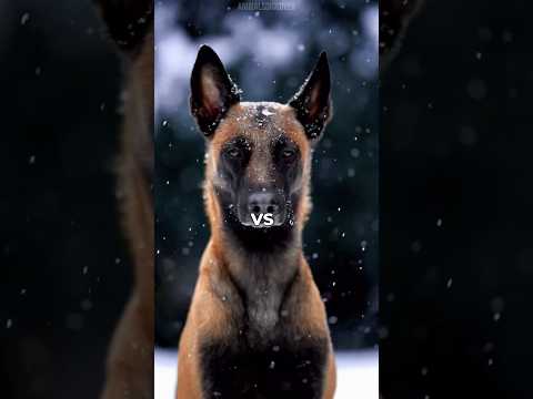 $10,000 VS $250,000 Guard Dog