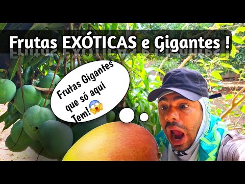 O Paraíso das Frutas Gigantes; A Chácara do Itú 😱🌳🍊 #frutasmonumentais #chácaradesonho