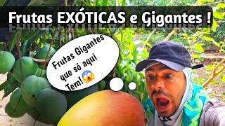 O Paraíso das Frutas Gigantes; A Chácara do Itú 😱🌳🍊 #frutasmonumentais #chácaradesonho