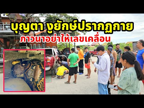 บุญตา งูยักษ์ปรากฏกายในรถ