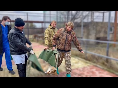 Больная Херсонская волчица уснула и её повезли на обследование! Остальные волки СТАЛИ НЕРВНИЧАТЬ!