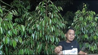 🔴LIVE MARI BERGABUNG BELAJAR CARA BUDIDAYA POHON DURIAN AGAR TUMBUH SUBUR
