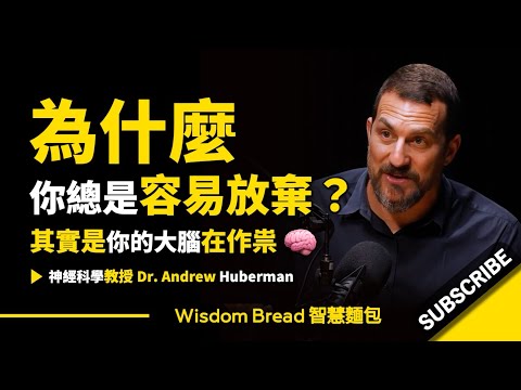 爲什麼你總是容易放棄？ ► 其實是你的大腦在作祟 - Dr. Andrew Huberman 安德魯．胡伯曼博士（中英字幕）