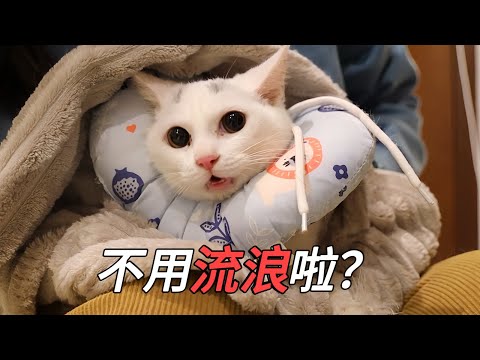 小浪貓聽說自己被認養，一臉不敢相信的表情｜李喜猫