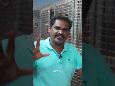 கோழி வாங்கிறதுல இவ்ளோ விஷயம் இருக்க? | WFT Vlog #shorts #reels