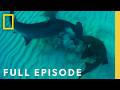 Shark Showdown: Bull Shark vs. Great Hammerhead