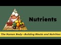 Nutrients and Their Functions