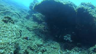Breams, Parrot Fish and Lion Fish in the swell...