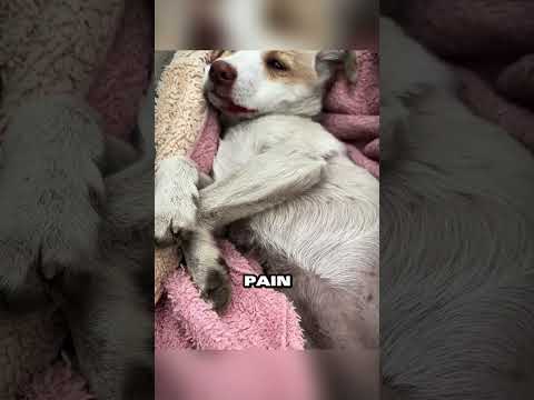 Dog lucky to survive crash thanks to strangers 🥺❤️